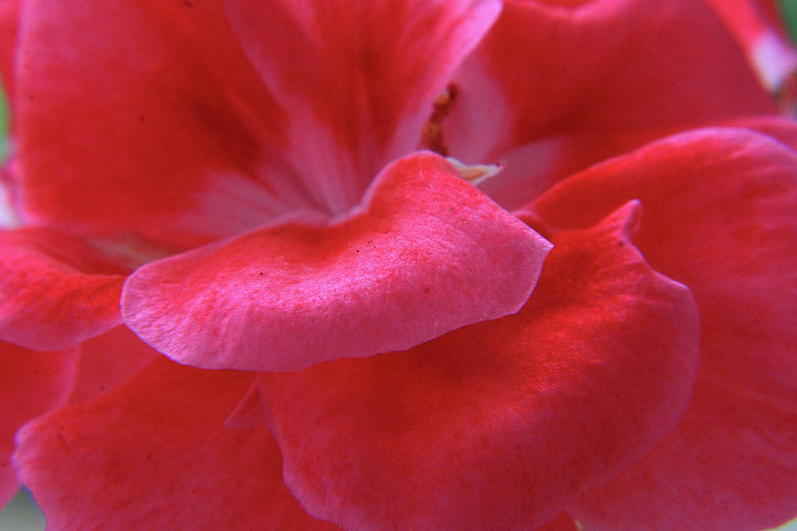 Pink Geranium Petals Photograph by Aidan Moran