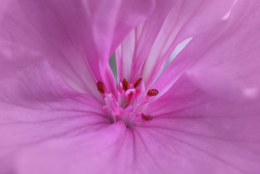 Pink Geranium Photograph by Richard Andrews