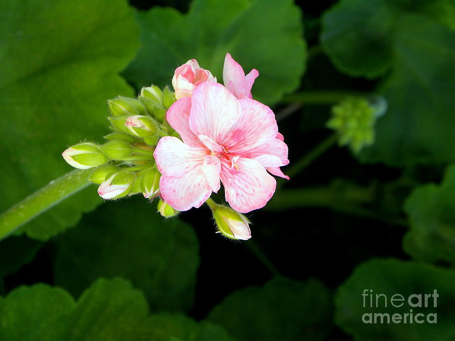 Pink Geranium Photograph by Terri Mills
