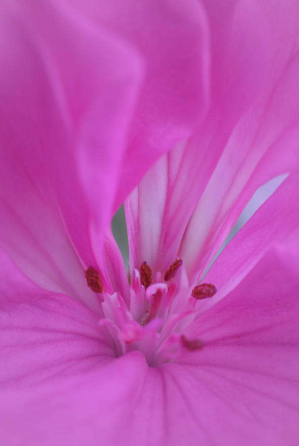 Pink Geranium - Vertical Photograph by Richard Andrews