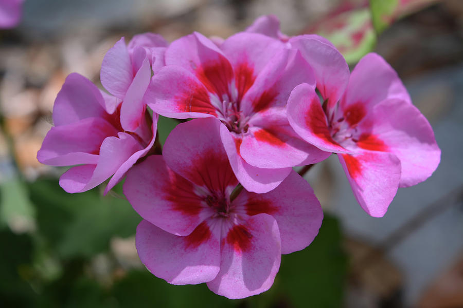 Pink Geraniums Photograph