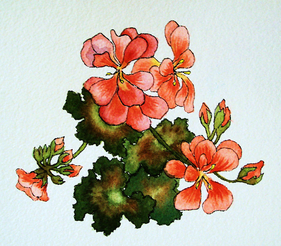 Pink Geraniums Painting by Elise Boam