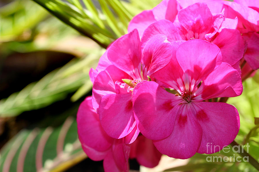 Pink Geraniums in Sunlight Photograph by Karen Adams