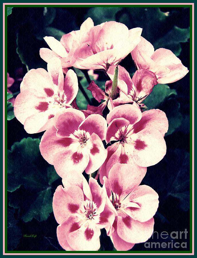 Flower Photograph - Pink Geraniums by Sarah Loft