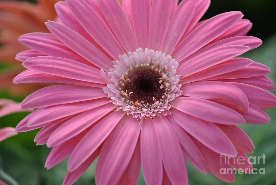 Pink gerber daisy Photograph by Frank Larkin