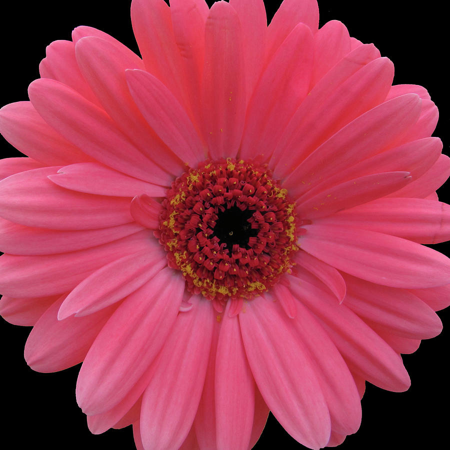 Daisy Photograph - Pink Gerber Daisy by Judith Turner