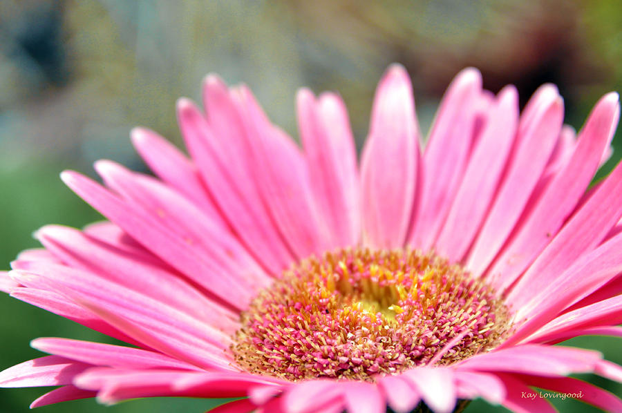 Pink Gerber Daisy Photograph by Kay Lovingood