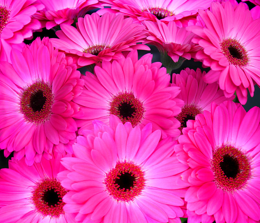 San Francisco Photograph - Pink Gerbera Daisy by Linda Bissett