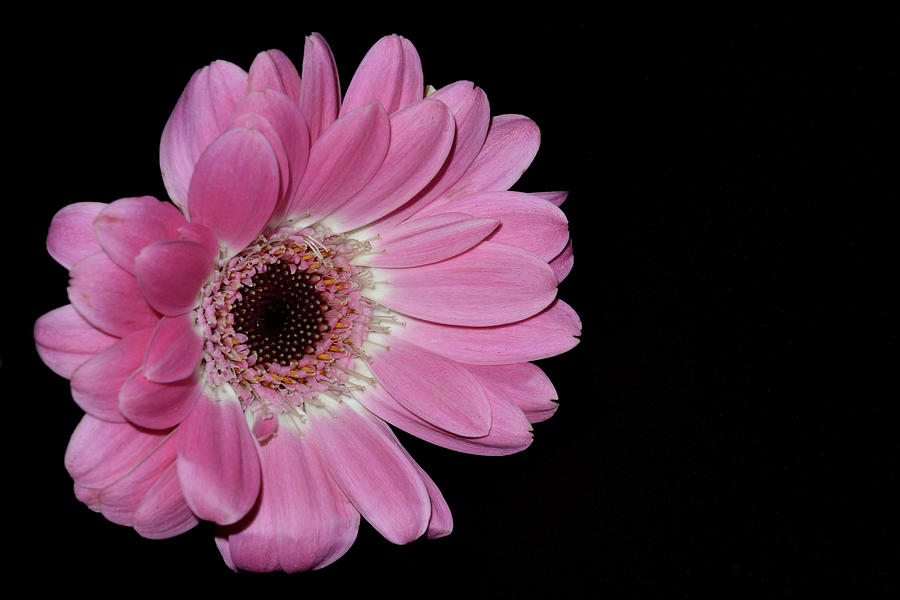 Pink Gerber Daisy Photograph by Sandi Kroll