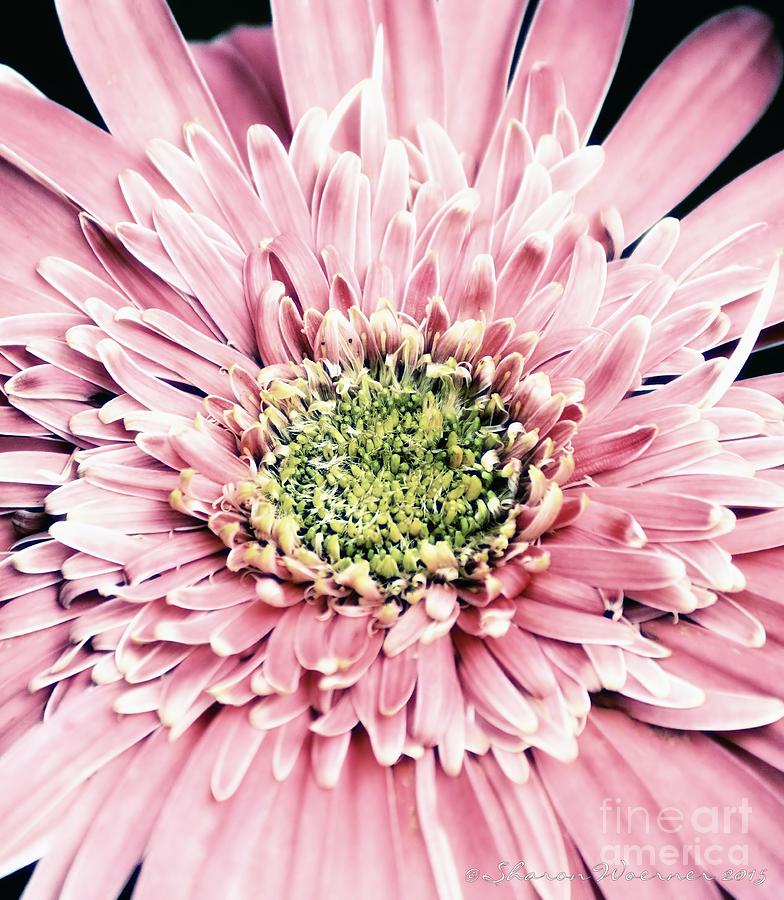 Pink Gerber Daisy Photograph by Sharon Woerner