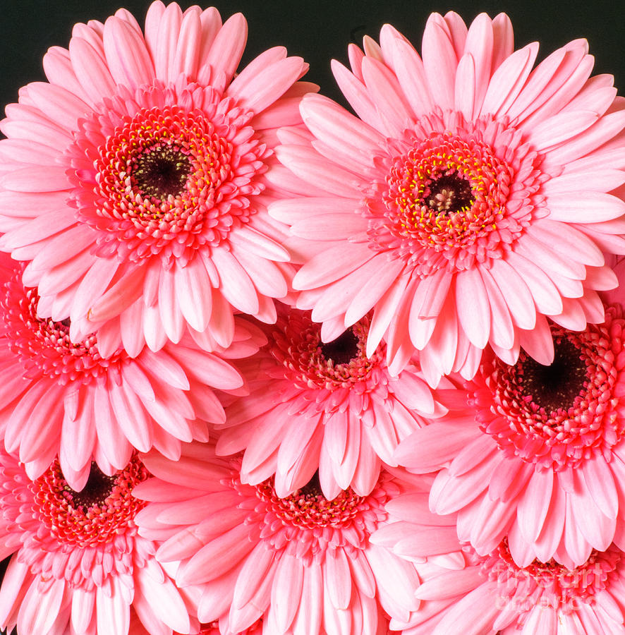 Pink Gerbera Photograph by Colin Rayner