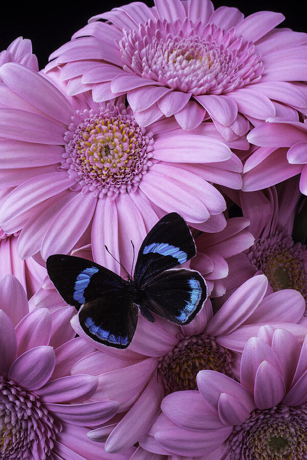 Pink Gerbera Daises And Butterfly Photograph by Garry Gay | Fine Art ...