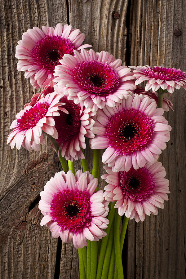 Flower Photograph - Pink Gerbera daisies by Garry Gay