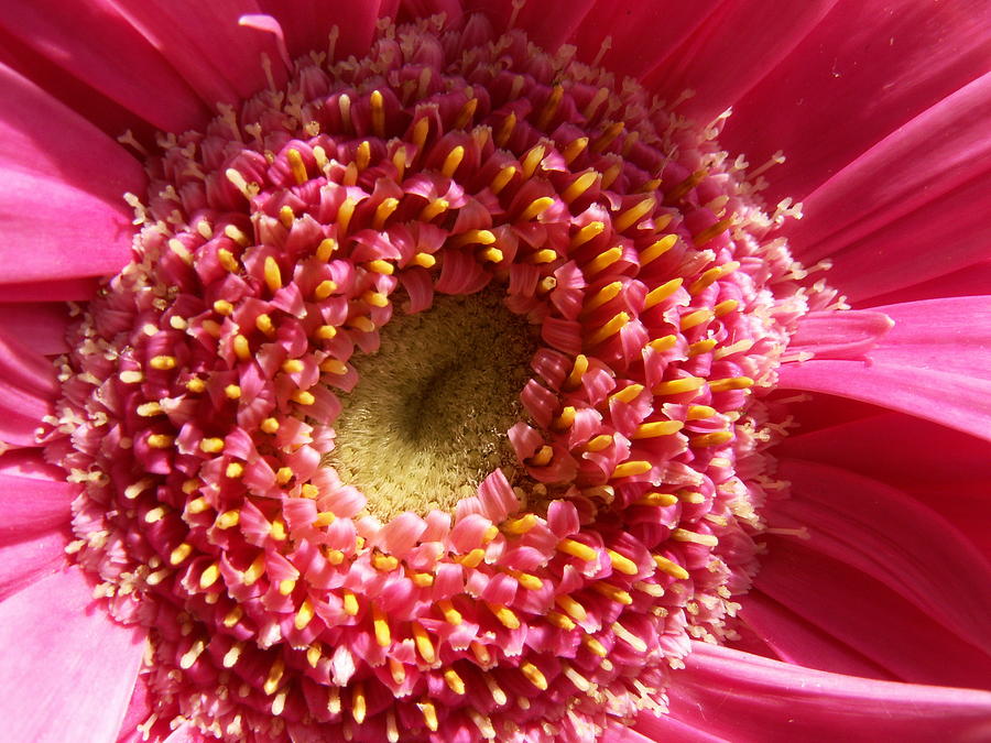 Pink Gerbera Daisy Photograph by Amy Fose