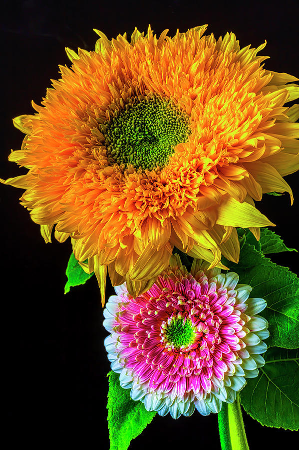 Pink Gerbera Daisy And Sunflower Photograph by Garry Gay