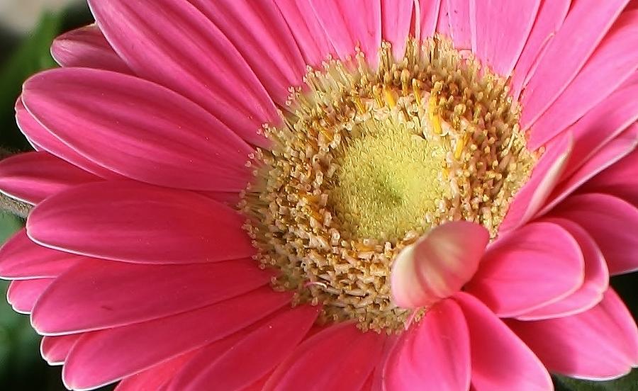Pink Gerbera Daisy Delight Photograph by Bruce Bley