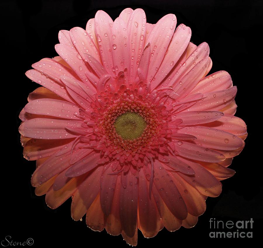 Pink Gerbera Daisy  Photograph by September Stone