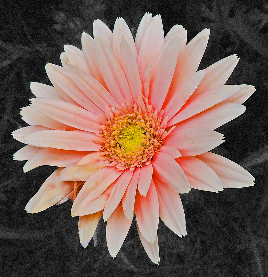 Pink Gerbera Daisy With Dark Background Photograph by