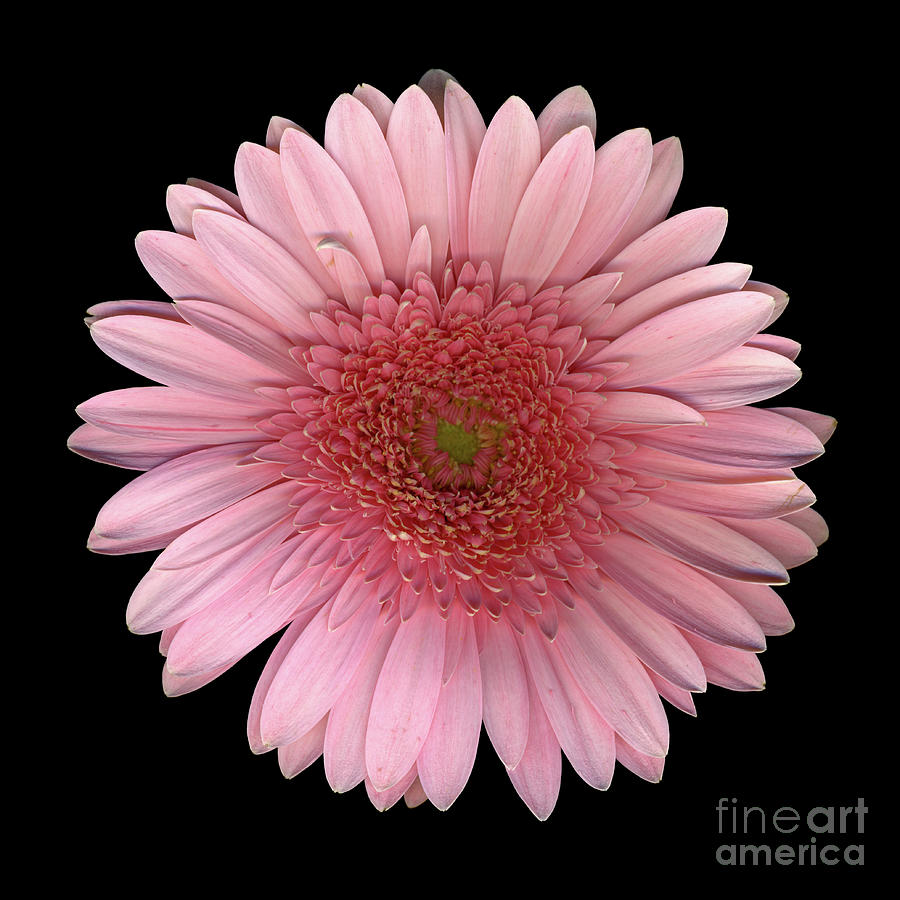 Daisy Photograph - Pink Gerbera by Dale Hoopingarner