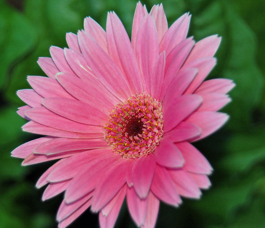 Pink Gerbera Delight Photograph by Suzanne Gaff