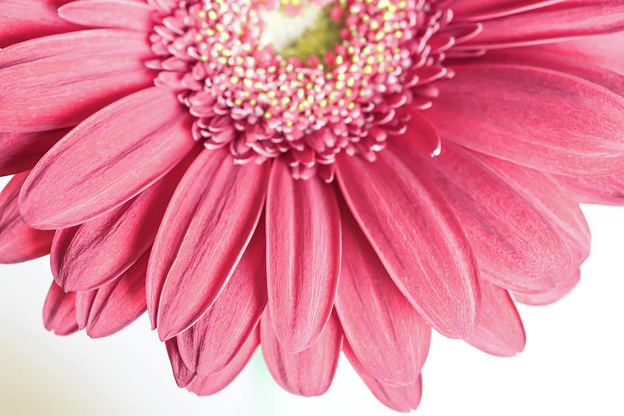 Pink Gerbera Flower Photograph