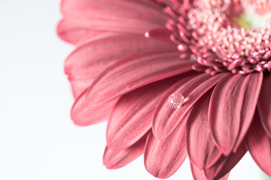 Pink Gerbera Flower With Sparkling Drop Photograph