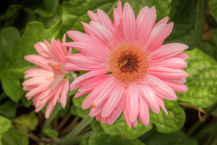 Pink Gerbera Photograph by Kristina Rinell