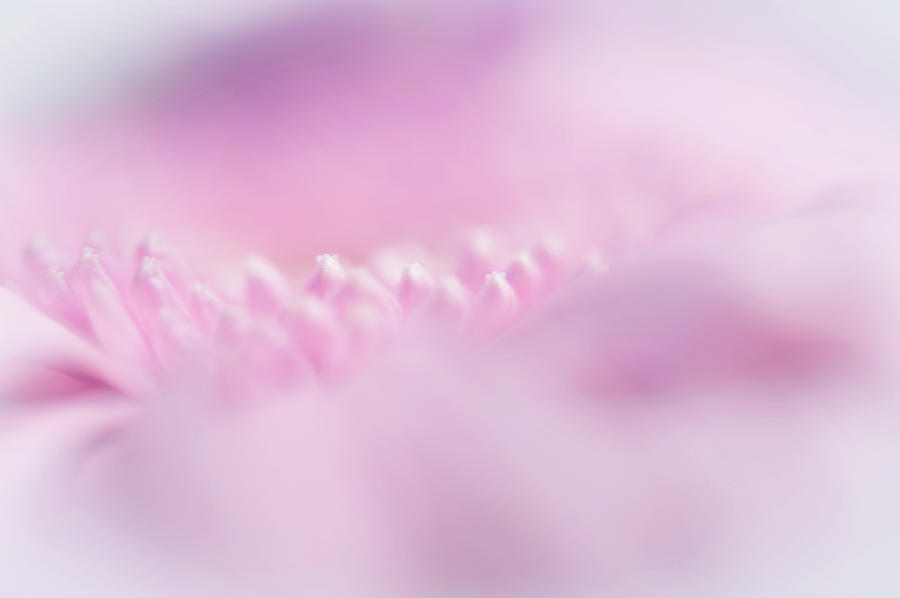 Pink Gerbera Macro 4. Pink Temptation Photograph by Jenny Rainbow