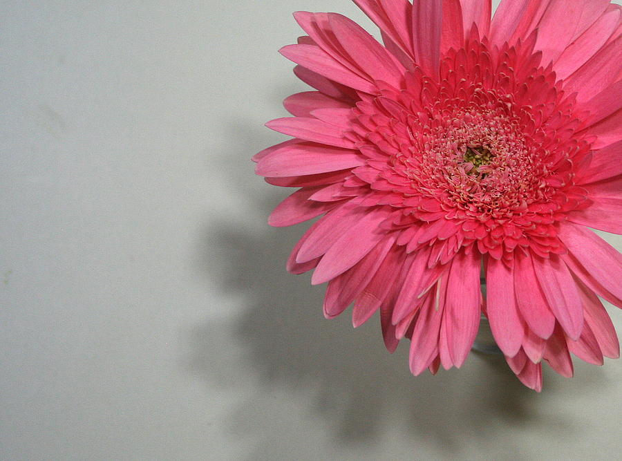 Pink Gerbera Painting by Marna Edwards Flavell