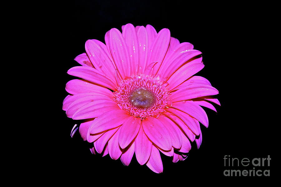 Daisy Photograph - Pink Gerbera on black by Linda Bianic