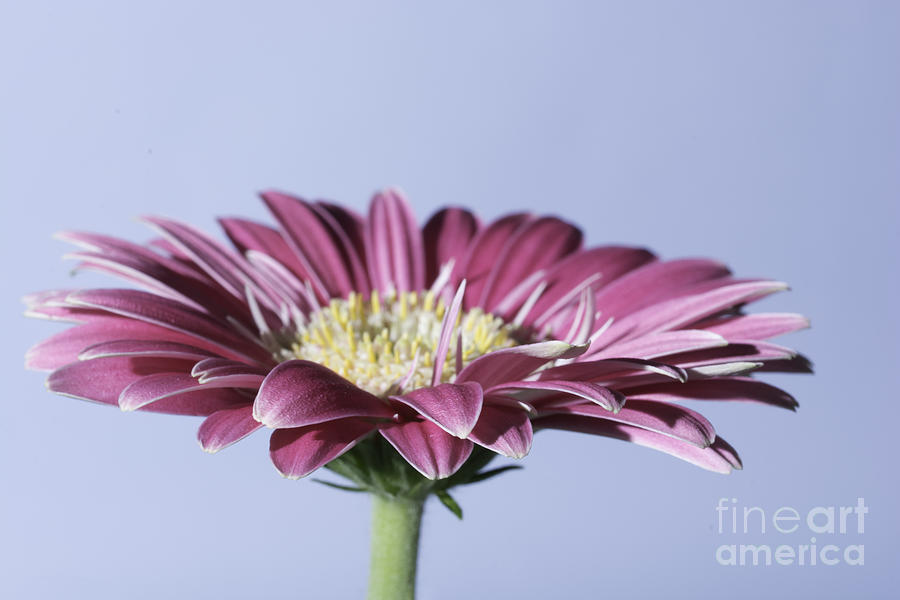 Nature Photograph - Pink Gerbera On Blue by Steve Purnell