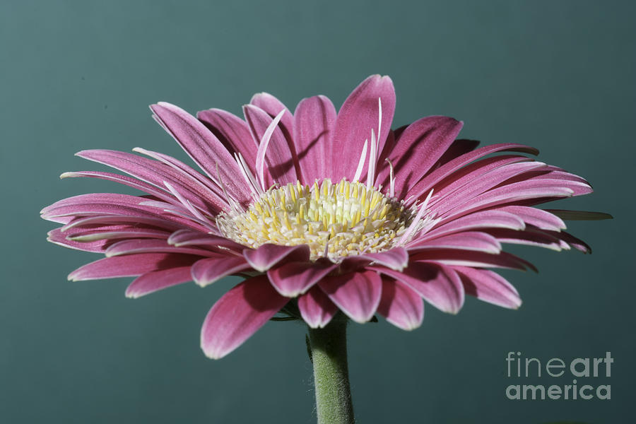 Nature Photograph - Pink Gerbera On Green by Steve Purnell