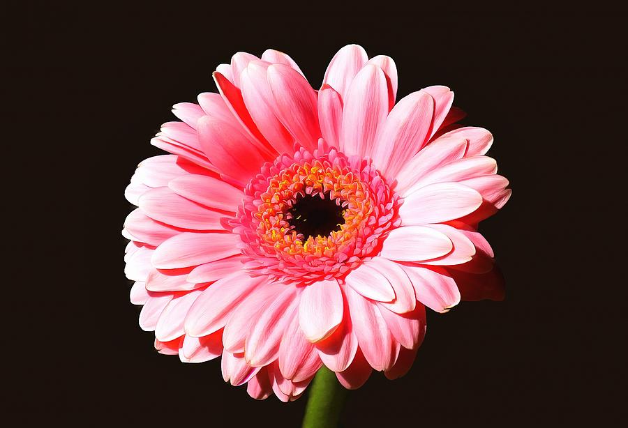 Pink Gerbera Photograph by Scott Carruthers