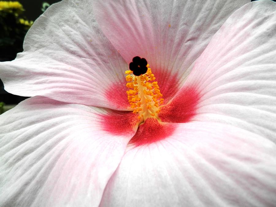 Pink Giant Hibiscus Beauty Photograph by Belinda Lee
