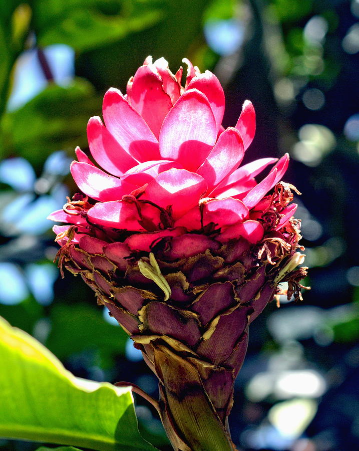 Pink Ginger Flower  Photograph by Amy McDaniel