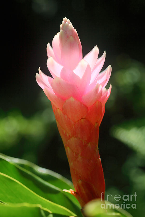 Pink Ginger Photograph by Frank Wicker