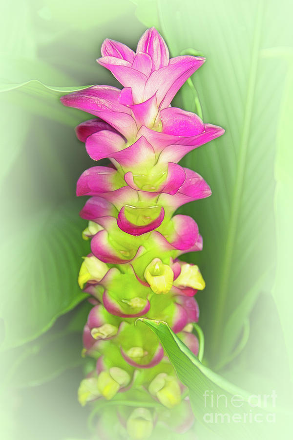 Pink Ginger Photograph by Judi Bagwell
