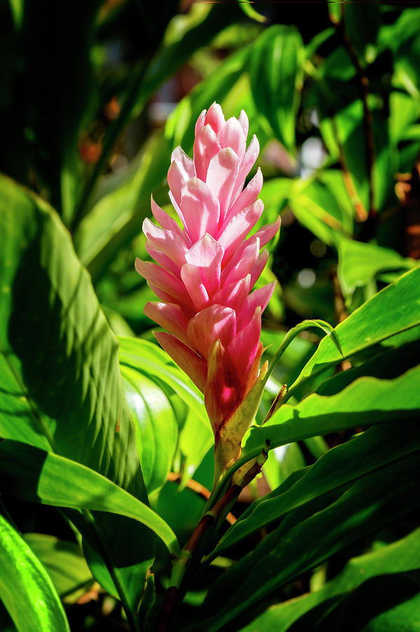 Pink Ginger Photograph by Kelley King