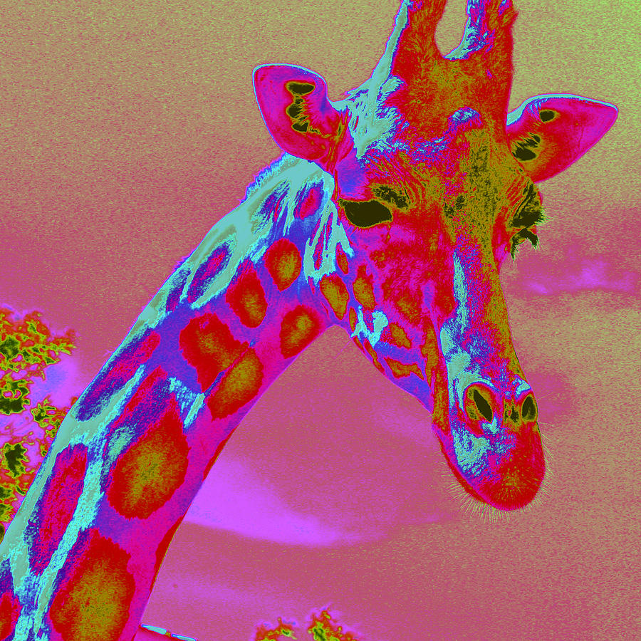 Pink Giraffe Photograph by Tracy Daniels - Fine Art America