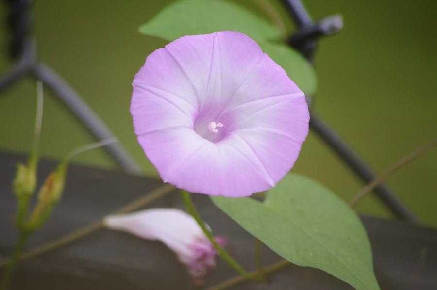 Pink Glades Morning Glory Photograph by Warren Thompson