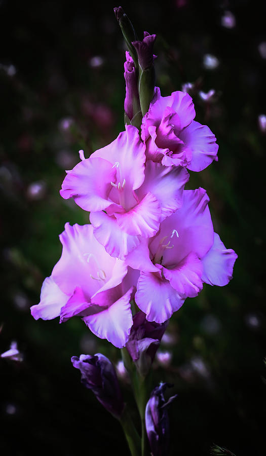 Gladiolas rosas Fotografía de Athena Mckinzie - Pixels