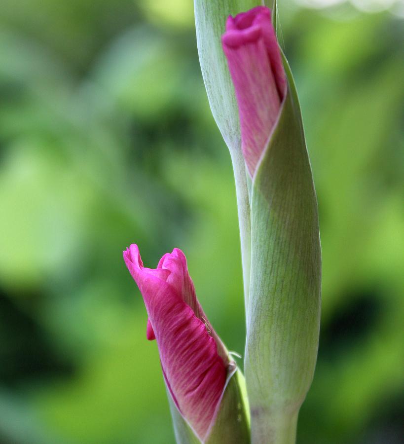 Pink Gladiolas Flores Buds Photograph by M E