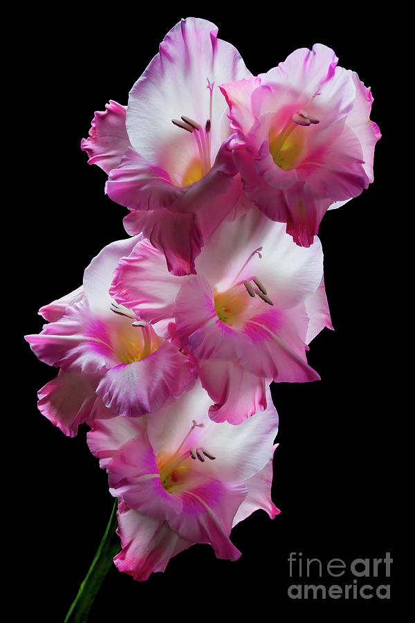 Flower Photograph - Pink Gladiolas on Black  #0146 by David Perry Lawrence