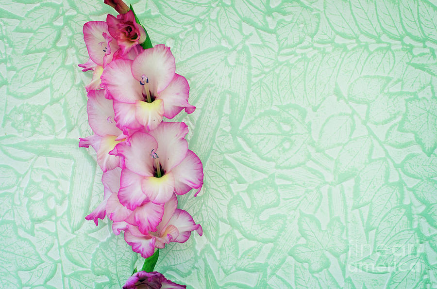 Pink Gladiolous on Leaf Paper Photograph by Jim And Emily Bush