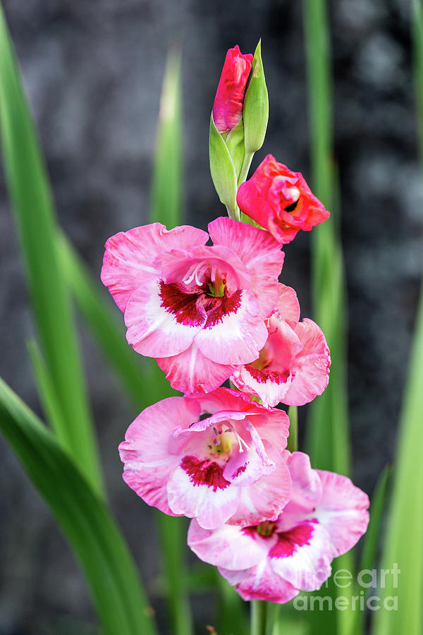 Pink Gladiolus Photograph by Charles Hite