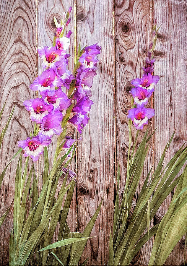 Pink Gladiolus Flowers by Wood Fence Painting Photograph by David Gn