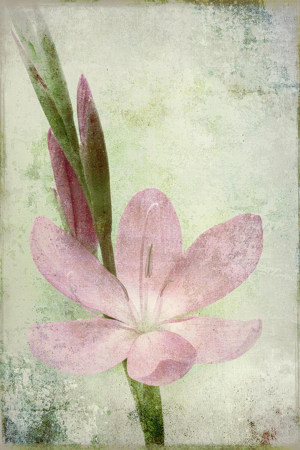 Pink Gladiolus on Green Photograph by Carol Leigh
