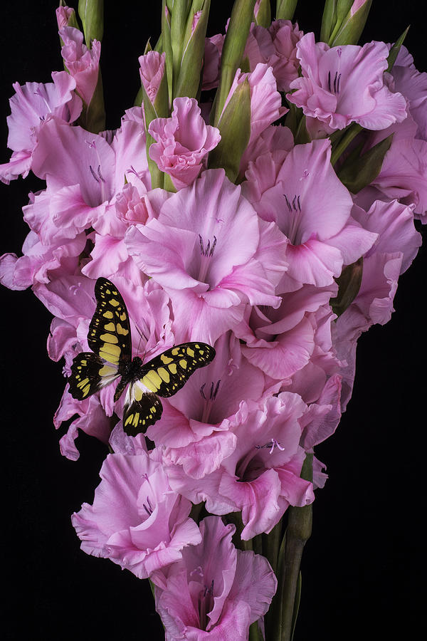 Flower Photograph - Pink Glads And Butterfly by Garry Gay