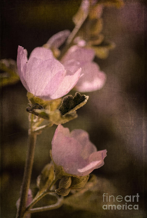 Pink Globemallow Wildflowers Photograph by Tamara Becker