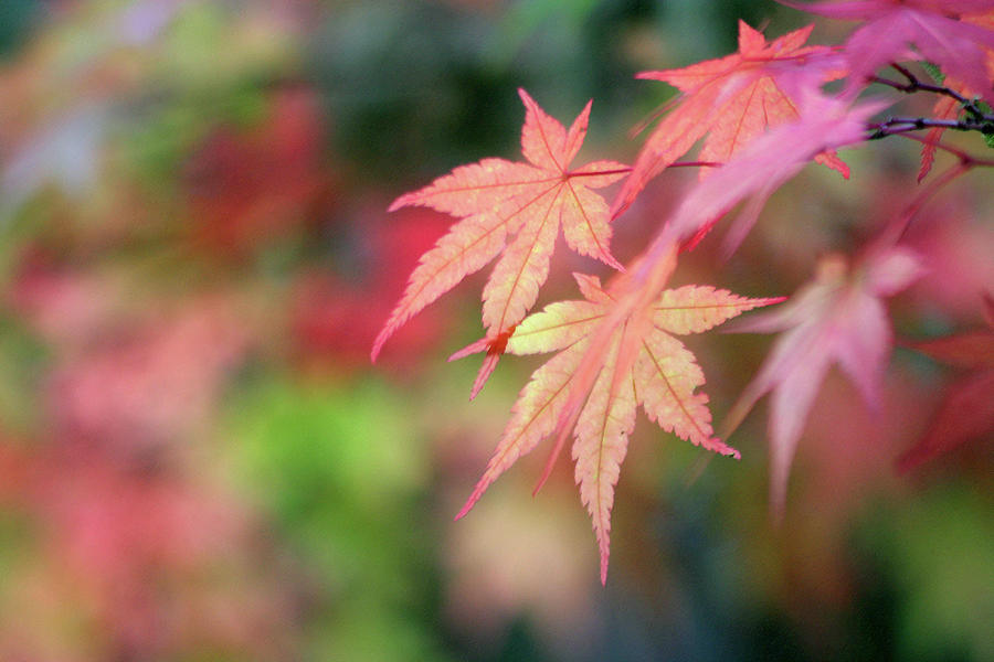 Pink Glow Maple Photograph by Vicki Hone Smith